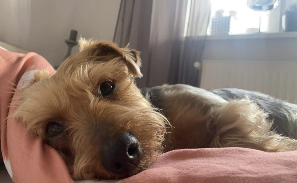 Vedeli ste, že aj váš pes môže mať nepokojnú noc kvôli stresu či negatívnym zážitkom?