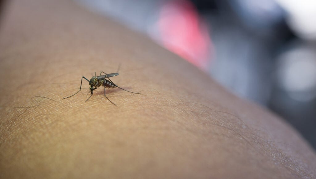 V Číne sa šíri vírus podobný covidu: Komáre priniesli masívnu epidémiu chikungunya
