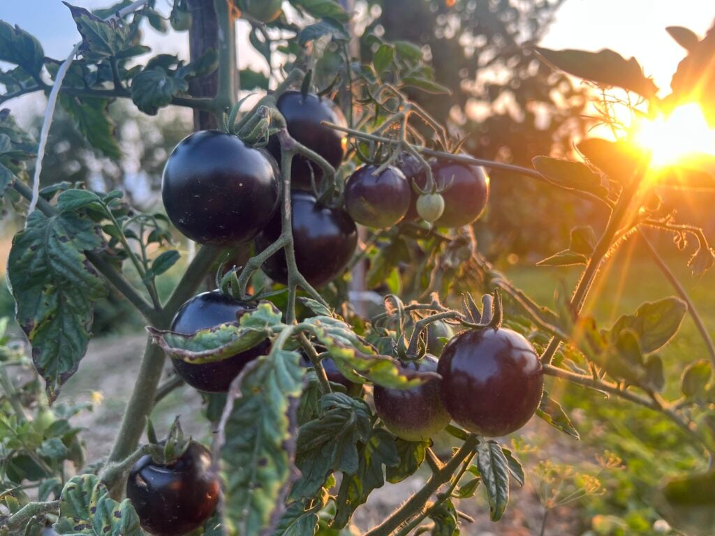 Poznáte čierne paradajky? Tieto netradičné odrody skrývajú viac antioxidantov a vitamínov než klasické rajčiny