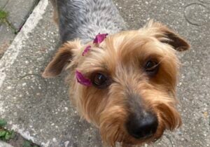 Tvoj pes pozná zvuk tvojho auta aj tvoj smiech. Čo všetko vedia o nás?