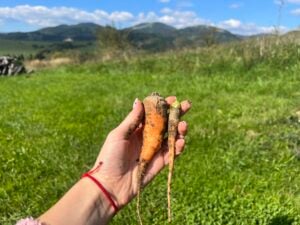 Oranžový zázrak z vašej záhrady: Čo s vaším zdravím urobí jediná mrkva denne?