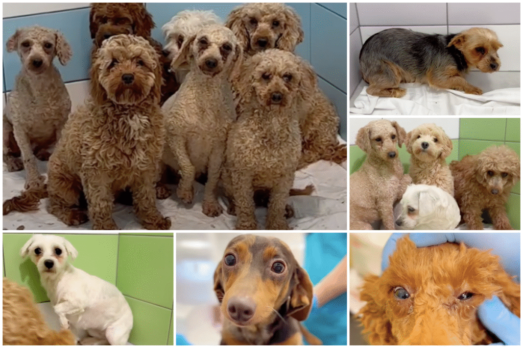 129 psíkov zachránených za jedinú noc: Útulok Tuláčik čelí najväčšiemu zásahu vo svojej histórii