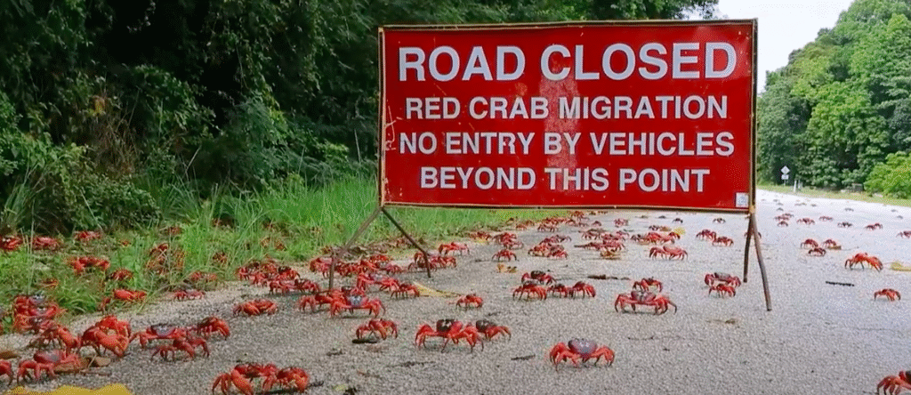 Na Vianočnom ostrove prebieha jeden z najúchvatnejších prírodných divov: Milióny červených krabov preplnia cesty