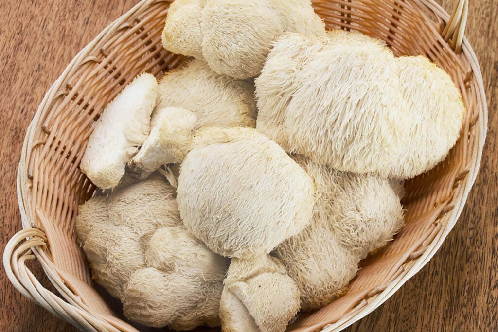 Čo je extrakt z hrivy leva a prečo ho ľudia užívajú? Prírodná podpora mozgu a sústredenia