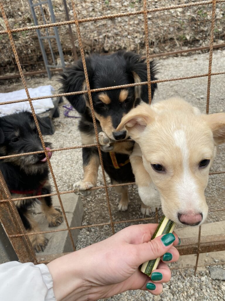 Zvolen ide príkladom: Mesto odpustí daň tým, ktorí si adoptujú psíka z útulku