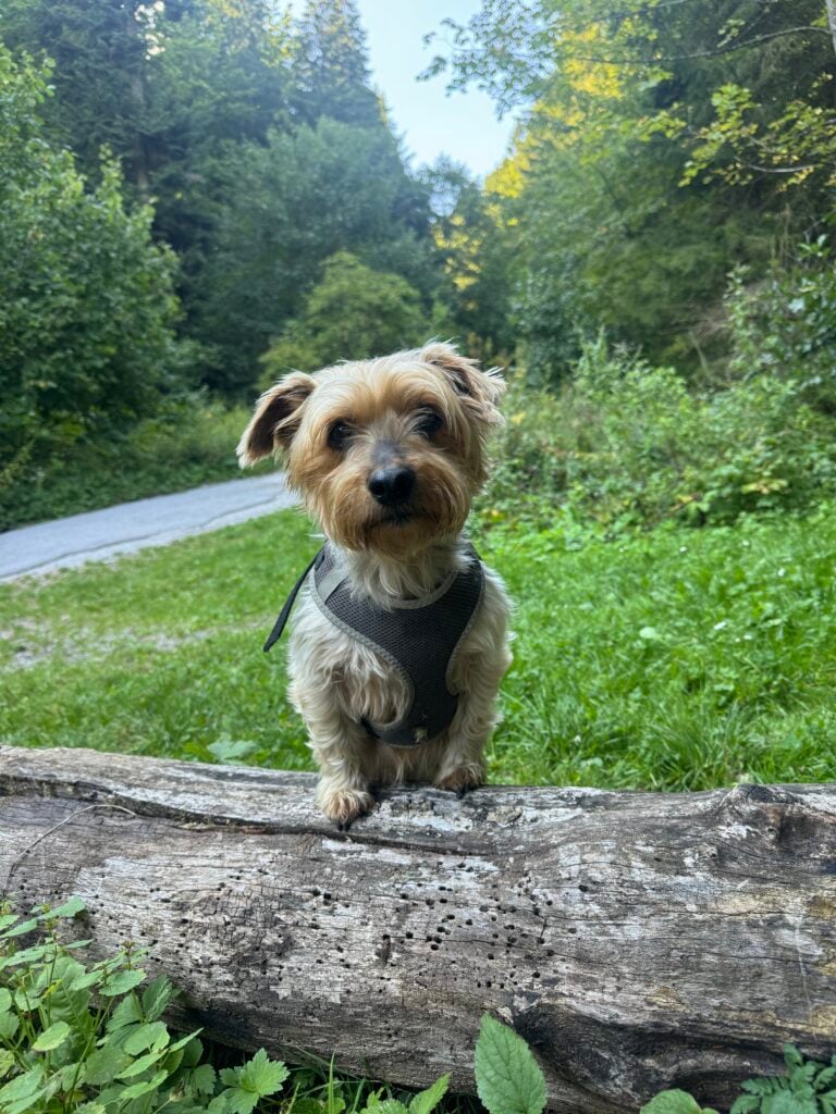 Psy dokážu žiarliť: Vedci potvrdili, čo majitelia tušili dávno