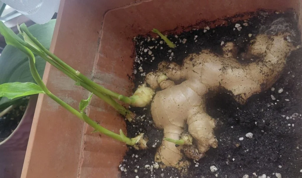 Chcete si vypestovať zázvor doma? Kompletný návod od kúpy až po zber