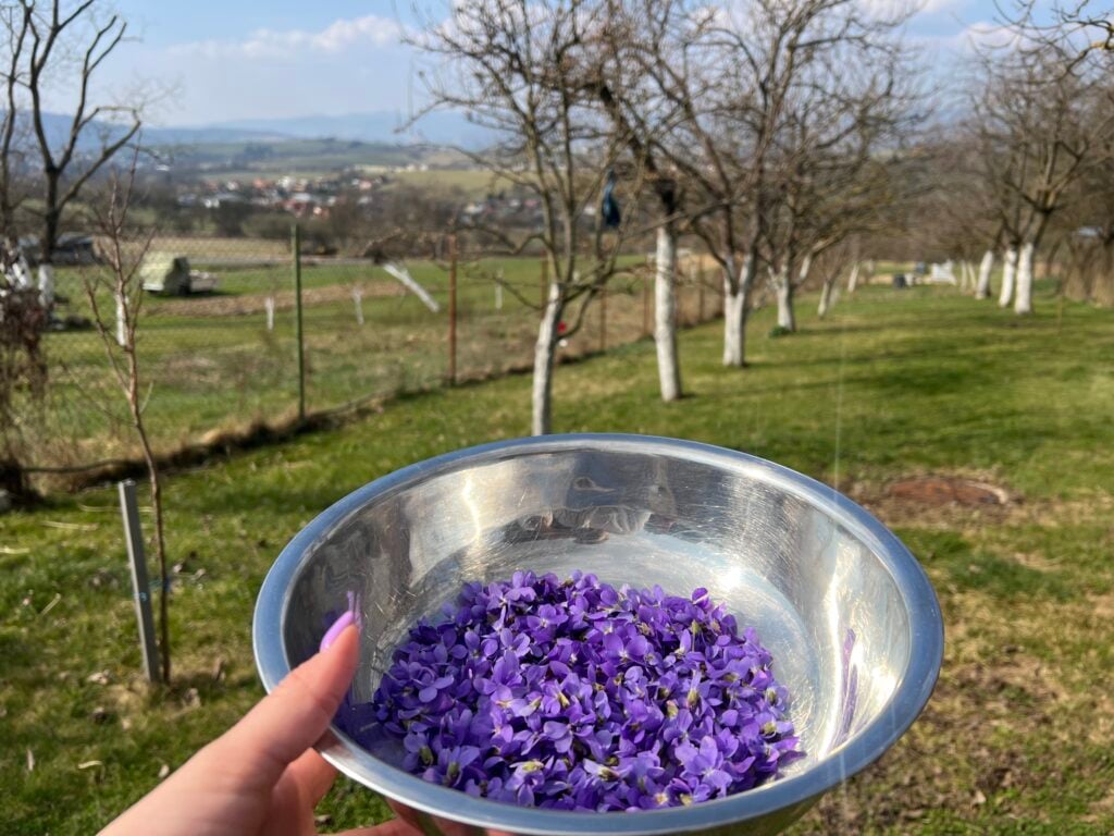 Slováci ich majú plné záhrady, no málokto pozná ich skutočnú silu: Čo dokáže obyčajná fialka?