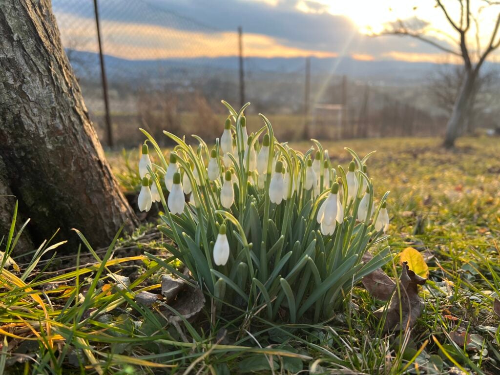 Symbol nádeje aj hrozba pokuty: Čo všetko (ne)viete o našich obľúbených snežienkach?
