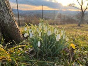 Symbol nádeje aj hrozba pokuty: Čo všetko (ne)viete o našich obľúbených snežienkach?
