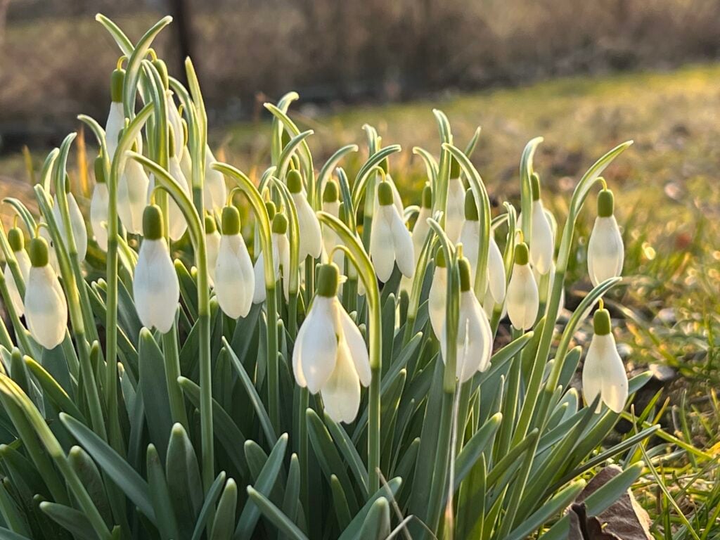 Snežienky zaplavili Slovensko: Pozor na vysoké pokuty, ktoré vám hrozia v týchto prípadoch!