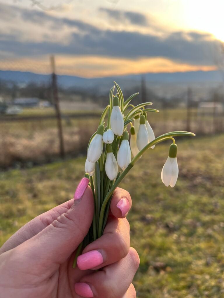 Vedeli ste, že snežienka je liečivá, no zároveň nebezpečne jedovatá?