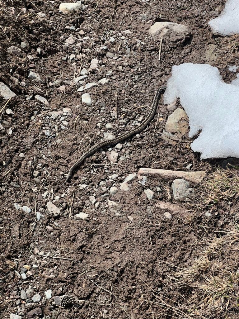 Pozor na hady na turistike! Turisti hlásia prvé stretnutia v Nízkych Tatrách